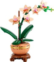 Mini-Orchidee